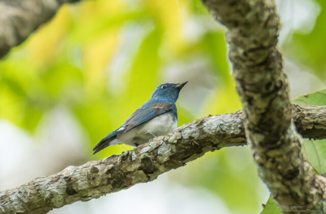 Zappey’s Flycatcher