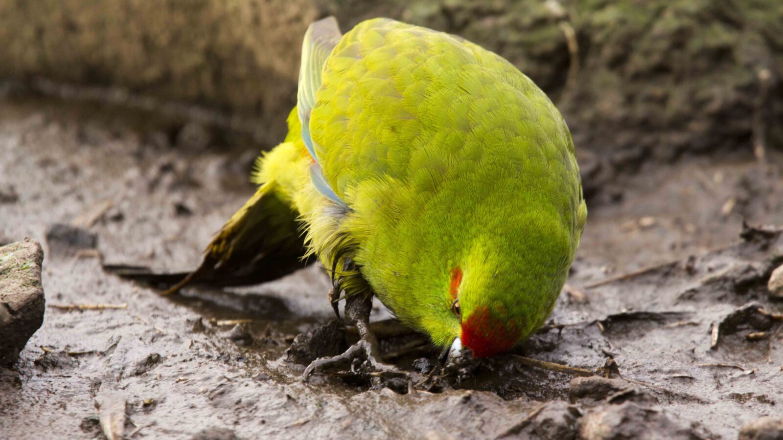 Reischek’s Parakeet