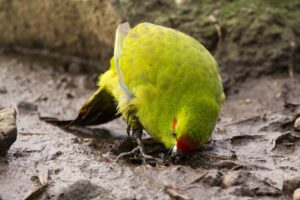 Reischek’s Parakeet