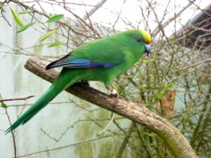 Malherbe’s Parakeet
