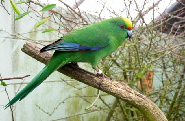 Malherbe’s Parakeet