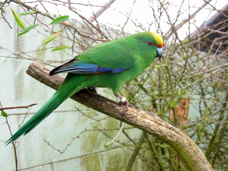Malherbe’s Parakeet