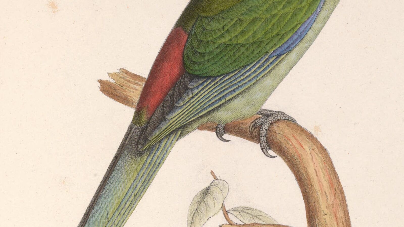 Black-fronted Parakeet