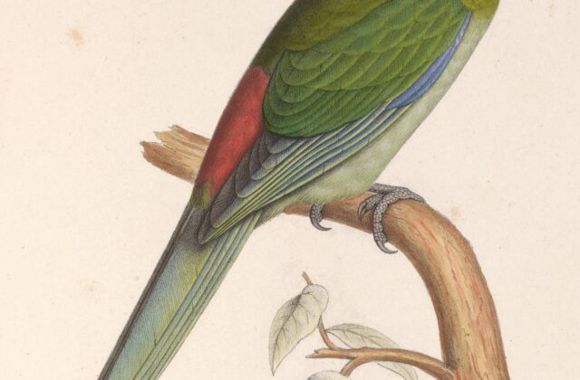 Black-fronted Parakeet