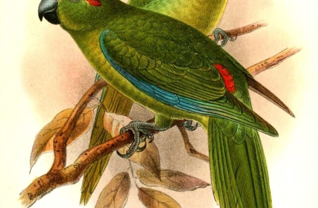 Lord Howe Parakeet