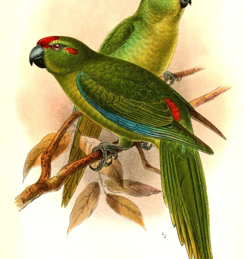 Lord Howe Parakeet