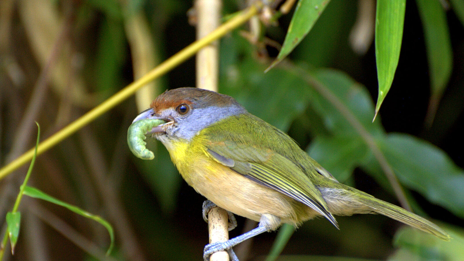 Rufous-browed Peppershrike