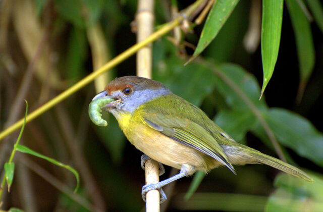 Rufous-browed Peppershrike