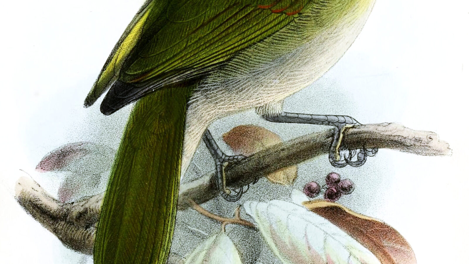 Black-billed Peppershrike