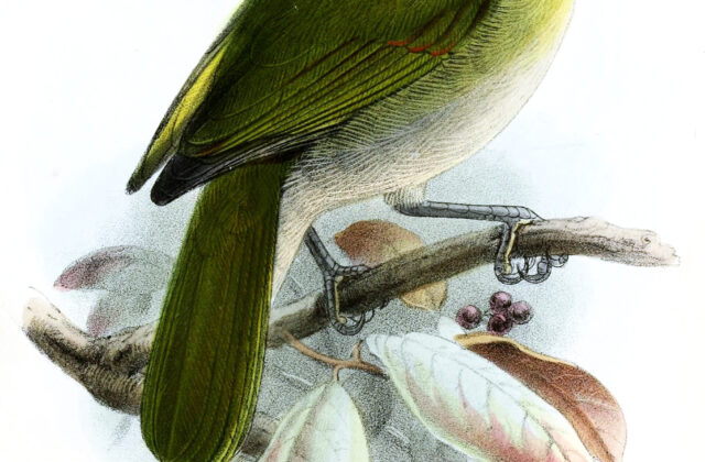 Black-billed Peppershrike