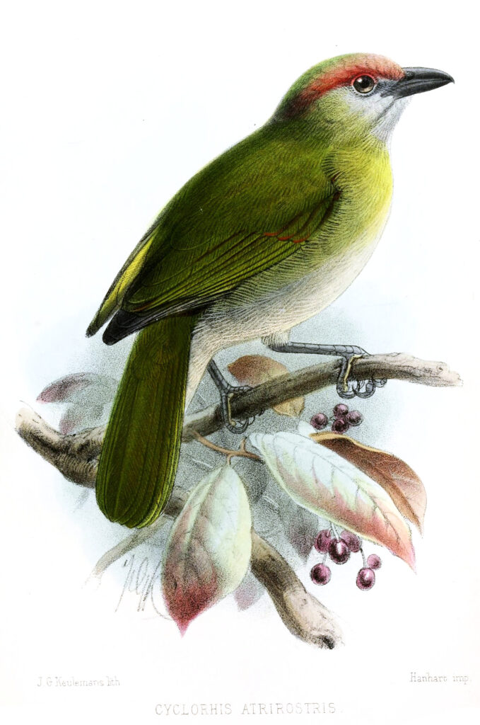 Black-billed Peppershrike
