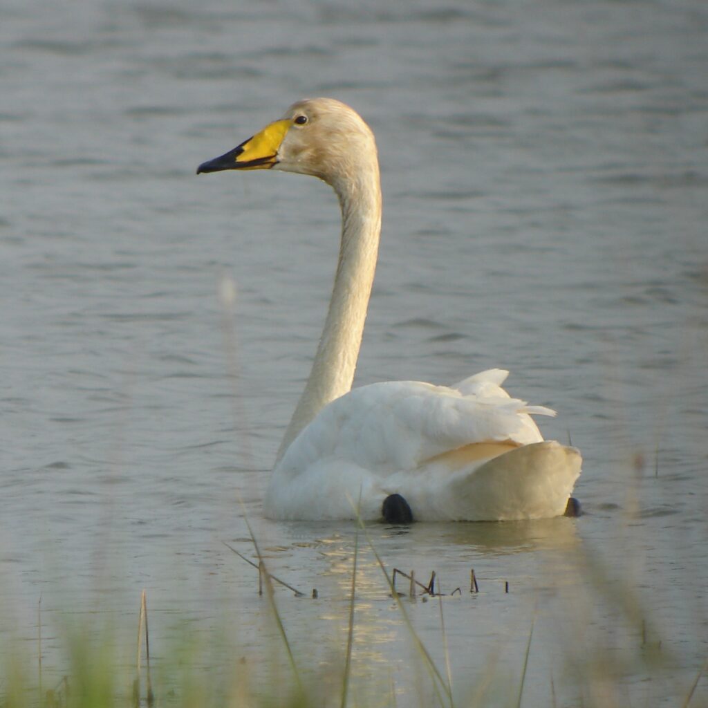 Whooper Swan