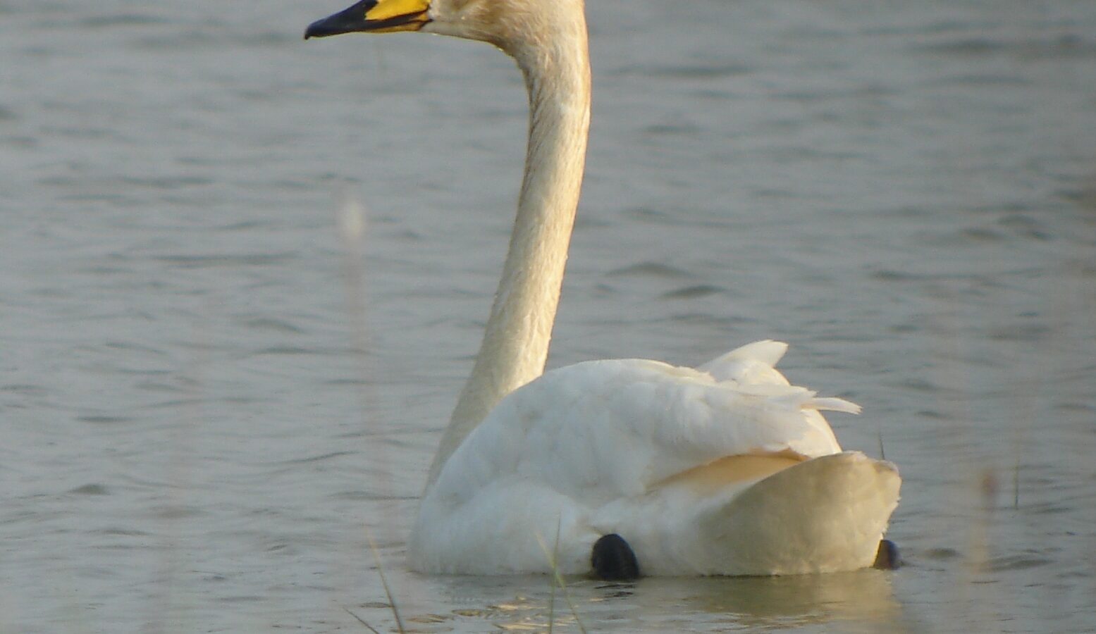 Whooper Swan
