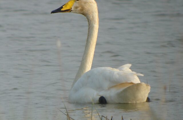 Whooper Swan