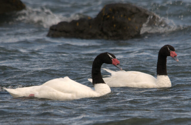 Black-necked Swan