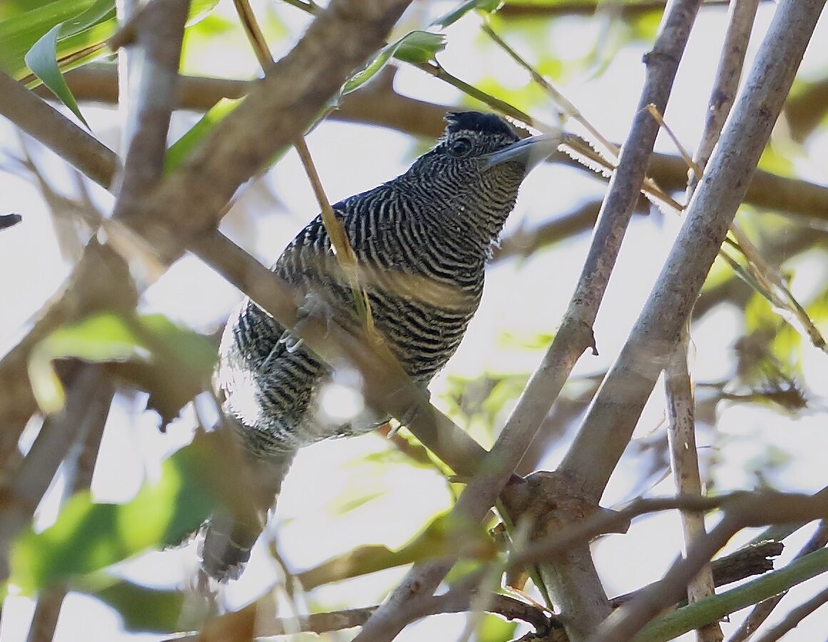 Bamboo Antshrike