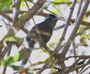 Bamboo Antshrike