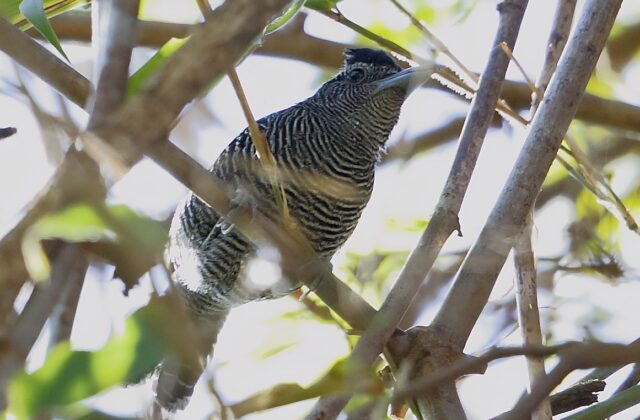 Bamboo Antshrike