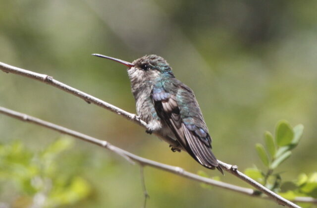 Tres Marias Hummingbird