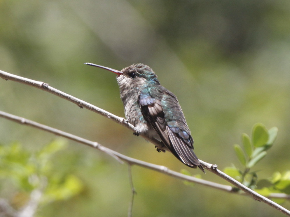Tres Marias Hummingbird