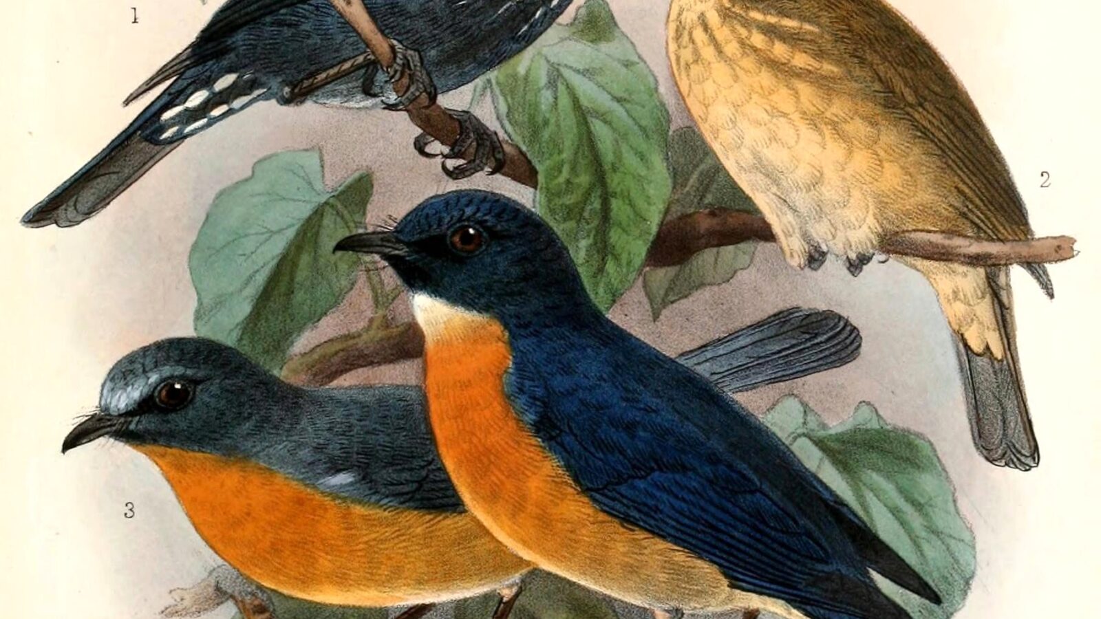Damar Flycatcher