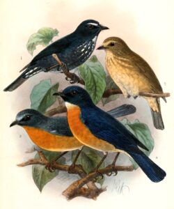 Damar Flycatcher