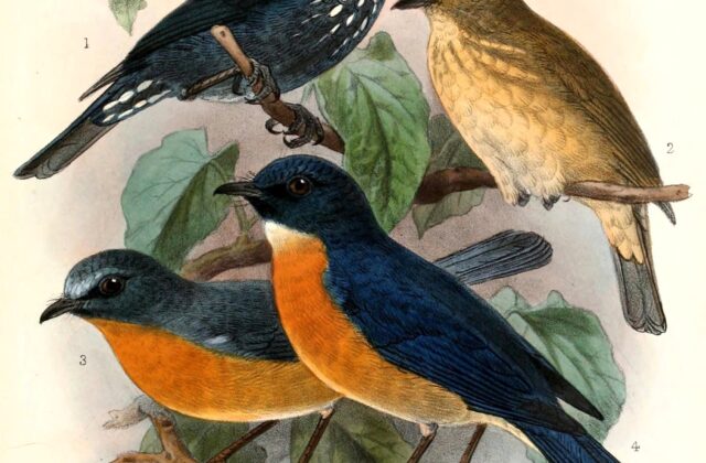 Damar Flycatcher