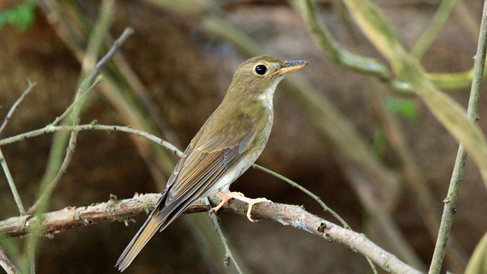 Brown-chested Jungle Flycatcher