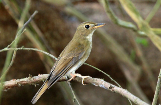 Brown-chested Jungle Flycatcher