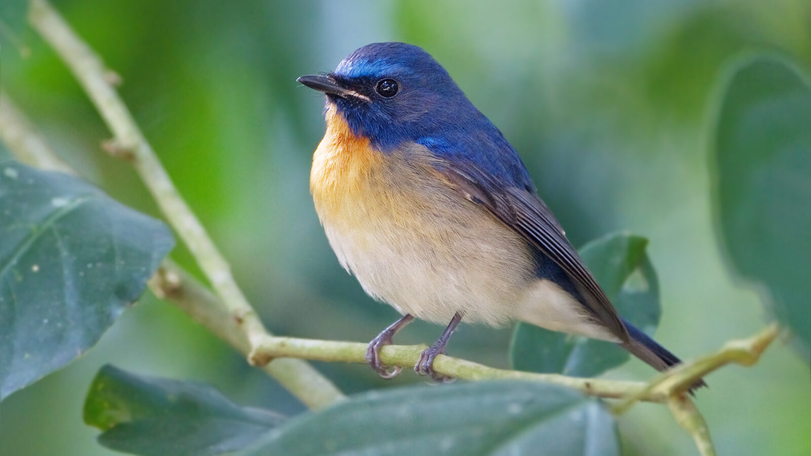 Chinese Blue Flycatcher