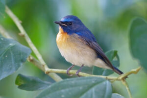 Chinese Blue Flycatcher