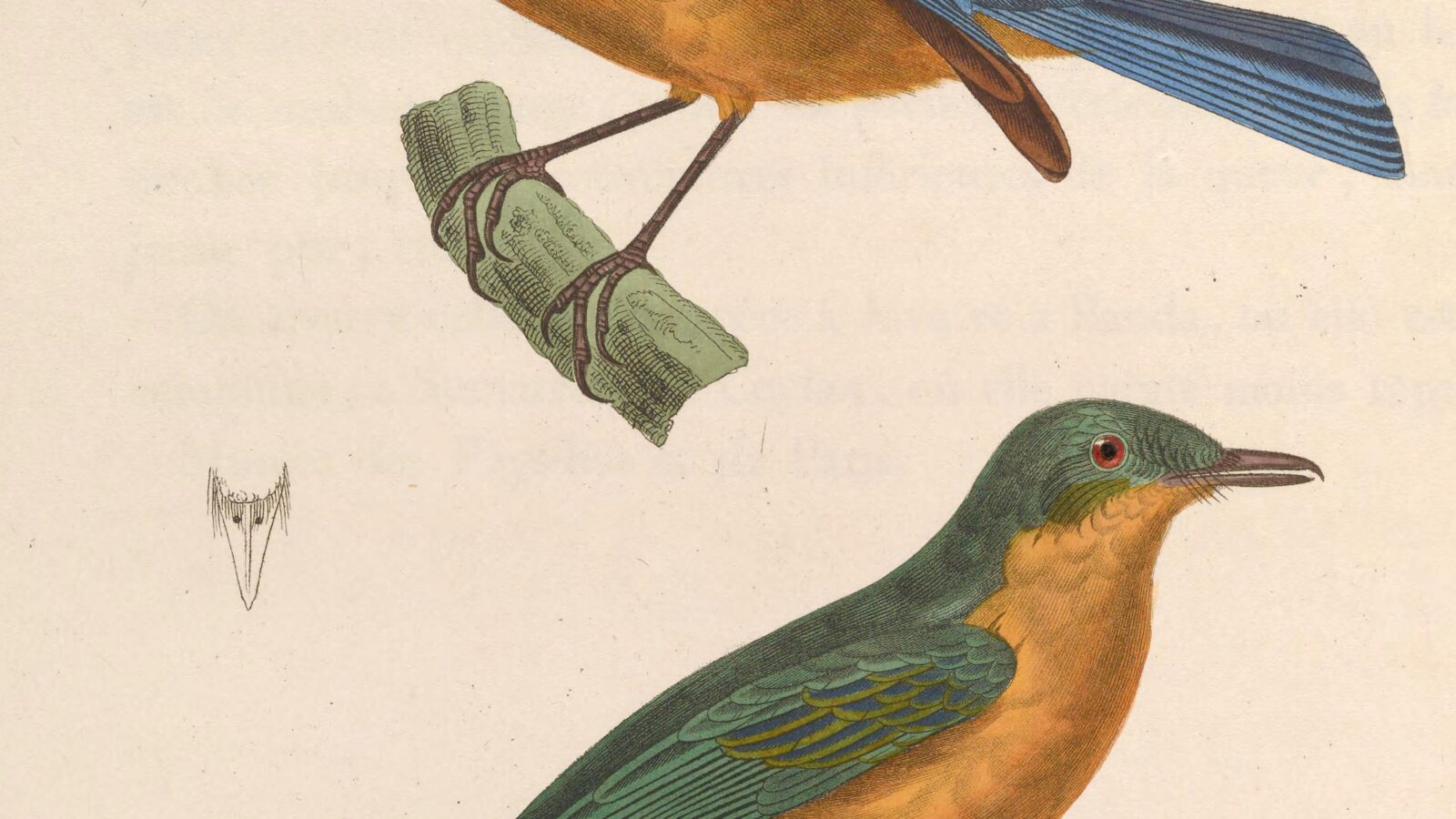 Timor Blue Flycatcher