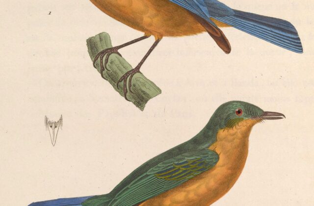 Timor Blue Flycatcher