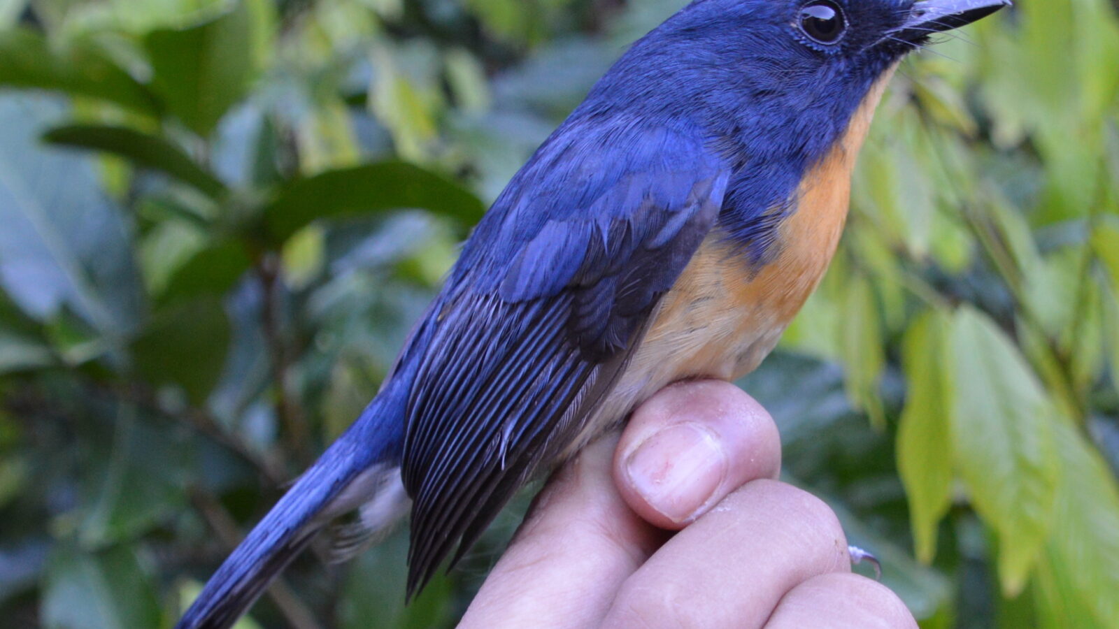 Meratus Blue Flycatcher