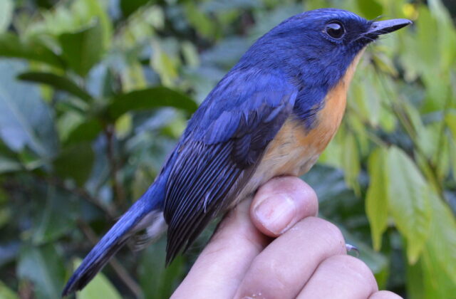 Meratus Blue Flycatcher