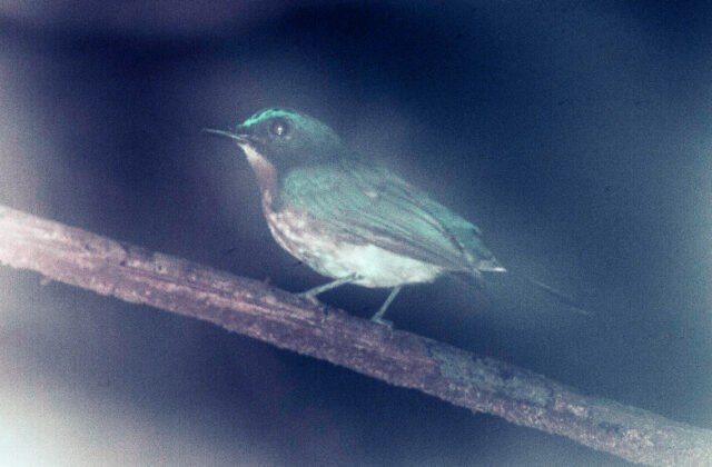 Palawan Blue Flycatcher
