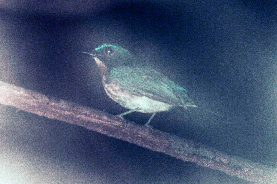 Palawan Blue Flycatcher