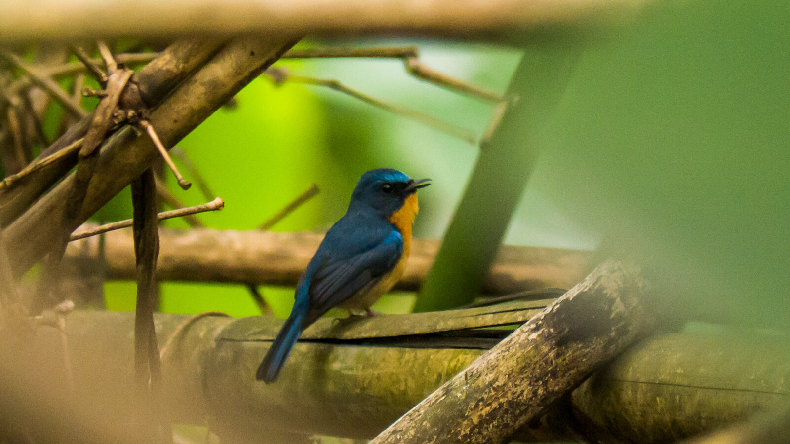 Large Blue Flycatcher