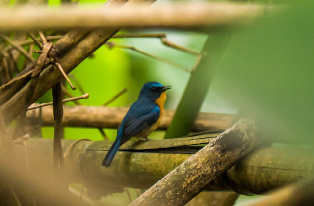Large Blue Flycatcher