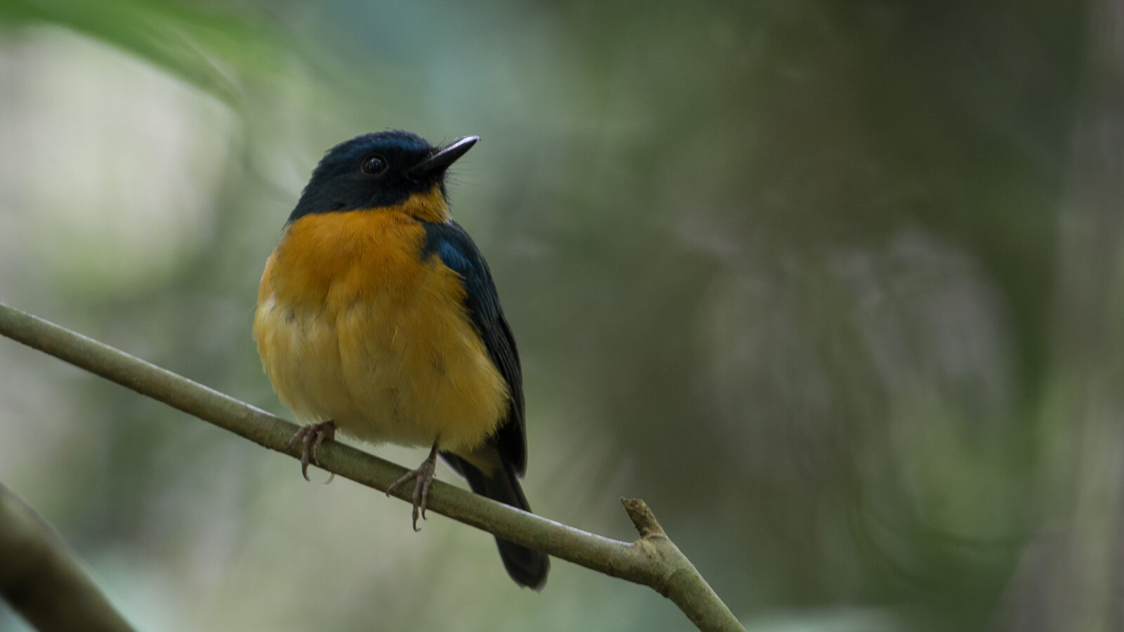 Sulawesi Blue Flycatcher
