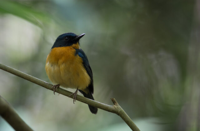 Sulawesi Blue Flycatcher