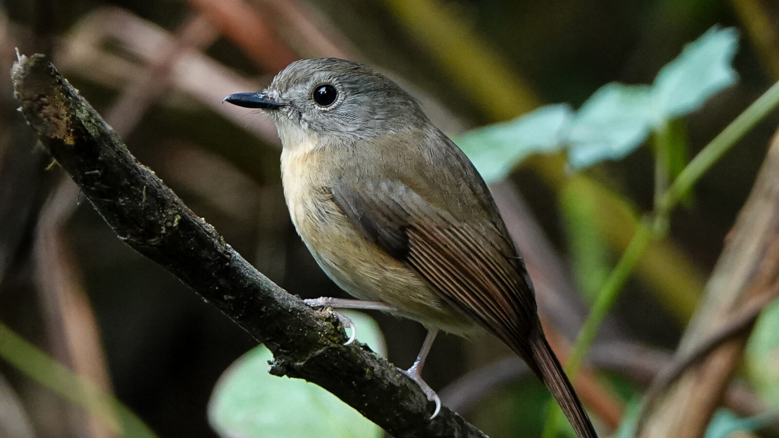 Pale-chinned Flycatcher