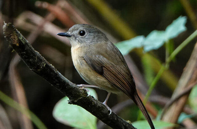 Pale-chinned Flycatcher