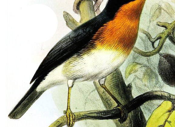 Rufous-throated Flycatcher