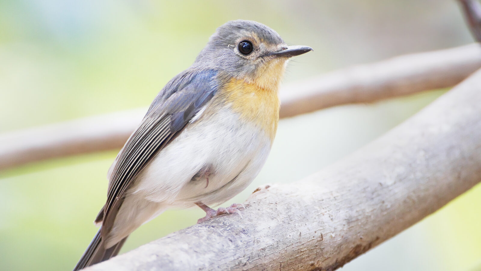 Indochinese Blue Flycatcher