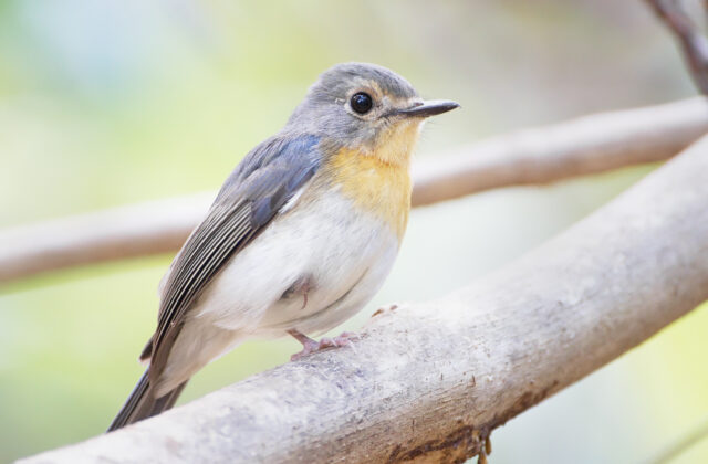 Indochinese Blue Flycatcher
