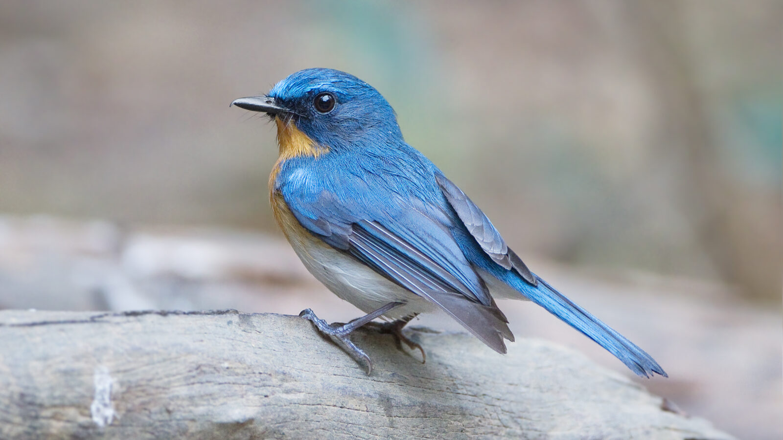 Tickell’s Blue Flycatcher