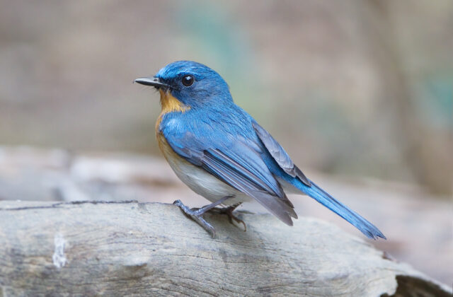 Tickell’s Blue Flycatcher