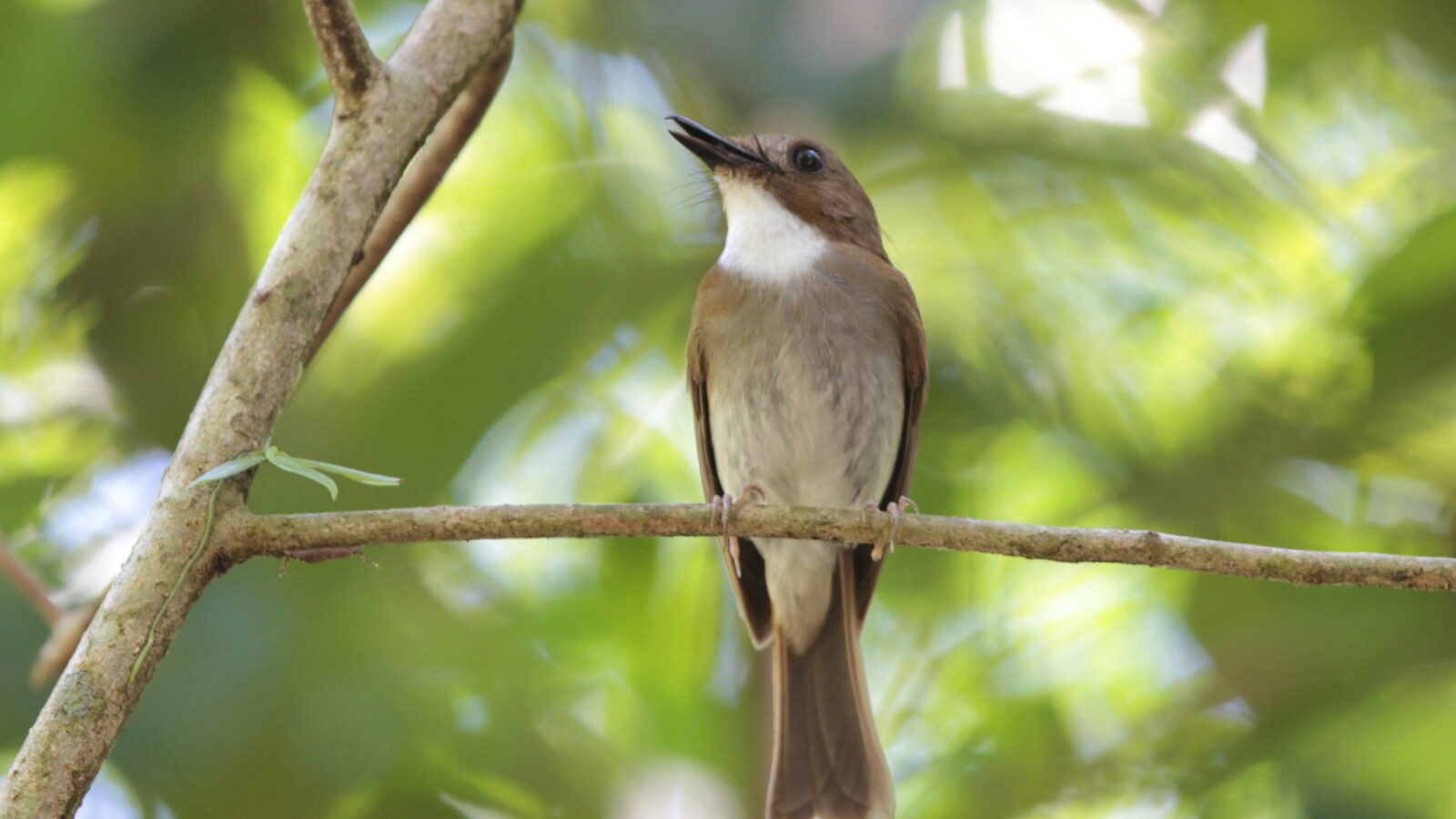 Grey-chested Jungle Flycatcher