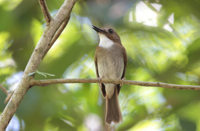 Grey-chested Jungle Flycatcher